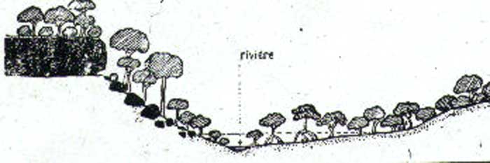 Profil schématique de la mangrove ripicole du Kakimbo