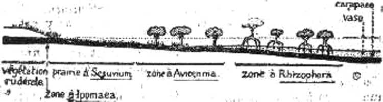 Profil schématique, d'une mangrove sur carapace latéritique