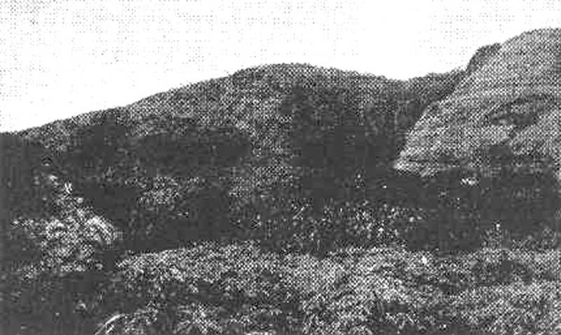 Ilots reliques de forêt dense équatoriale du mont Benna