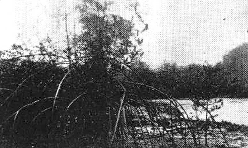 Mangrove ripicole à Rhizophora de la rivière Kakimbo