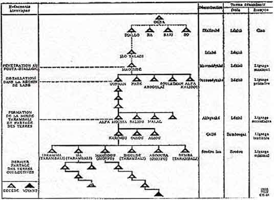 Figure 1. Segmentation d'un patrilignage