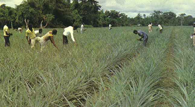 Plantation d'ananas